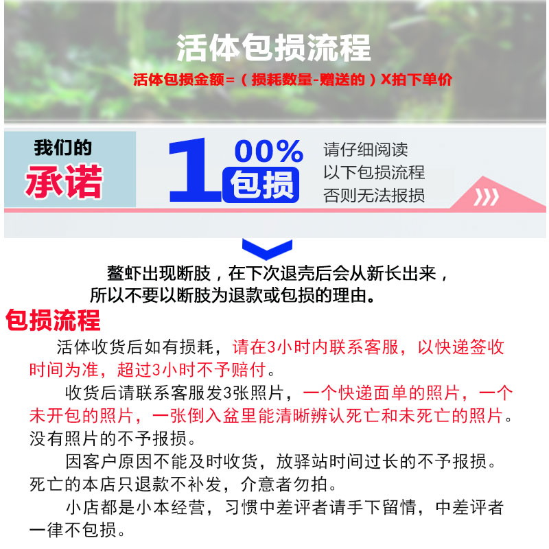 人工天空蓝魔佛蓝白橘螯鳌虾龙纹虾观赏虾活体淡水火山破坏者包邮 - 图2