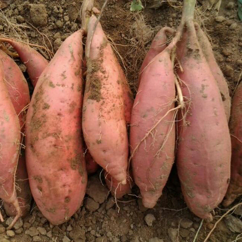 糖心蜜薯农家新鲜烟薯25号山东地瓜 果界番薯