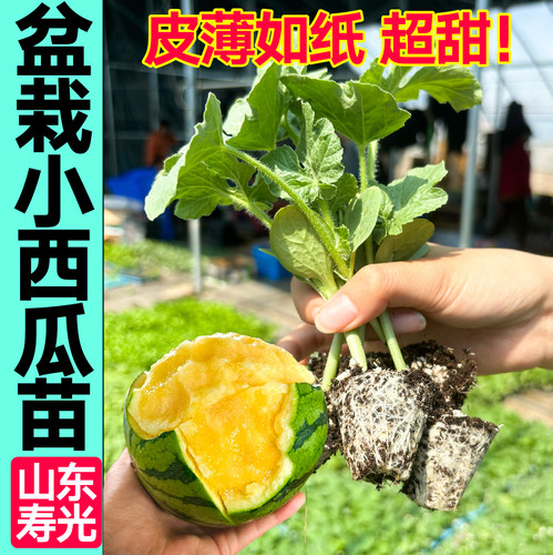 寿光超甜蜂蜜西瓜秧苗黄皮盆栽小西瓜黄瓤西瓜种子四季高产阳台籽 - 图2