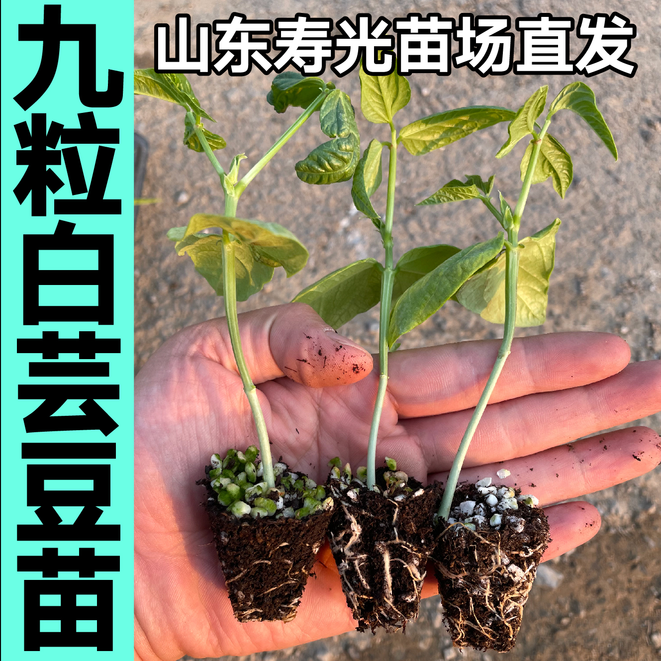 山东寿光高产压塌架九粒白芸豆秧苗四季春秋种子架豆蔬菜苗小院 - 图1