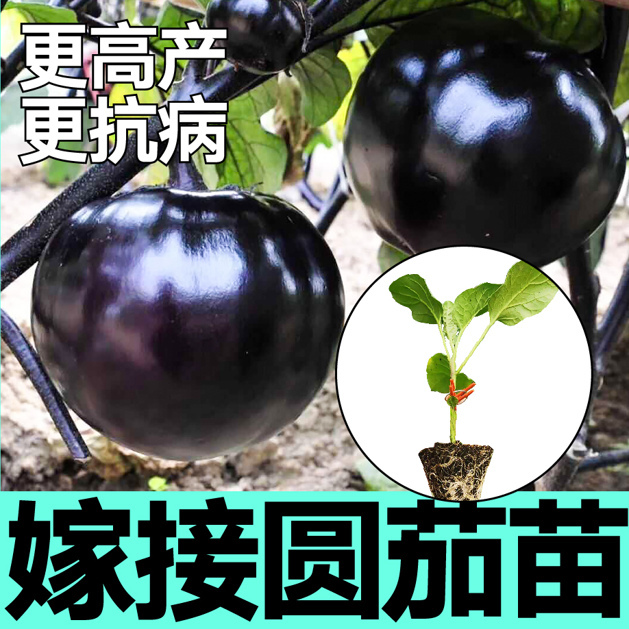 嫁接圆茄长茄苗秧大龙长茄子种子四季春秋高产蔬菜苗抗病高产籽 - 图0