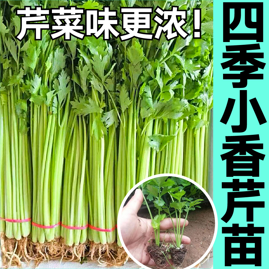 寿光速生四季小香芹菜秧苗带土球春秋四季盆栽红芹根芹西芹种子籽-图1