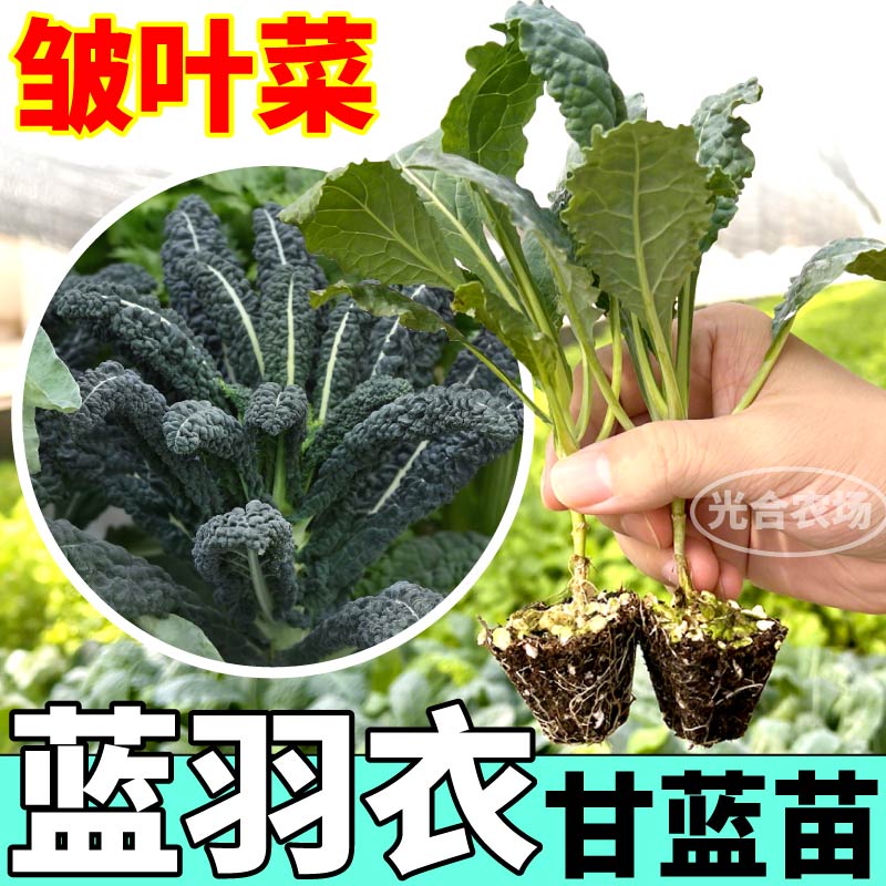 高产皱叶菜苗秧耐寒高产蓝紫粉绿羽衣甘蓝苗种子营养丰富盆栽小院 - 图2