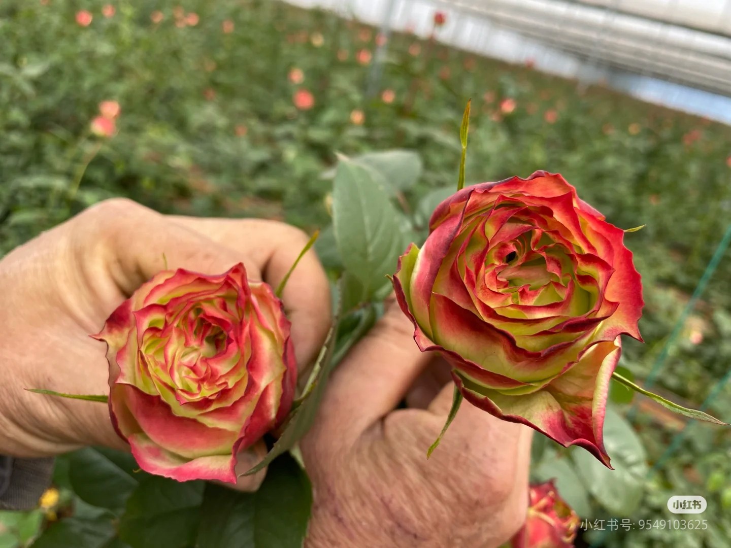 一加仑扦插中苗苹果杰克玫瑰花苗原土原盆发阳台庭院盆栽地栽,淘宝优惠券,粉丝福利购,淘宝优惠卷