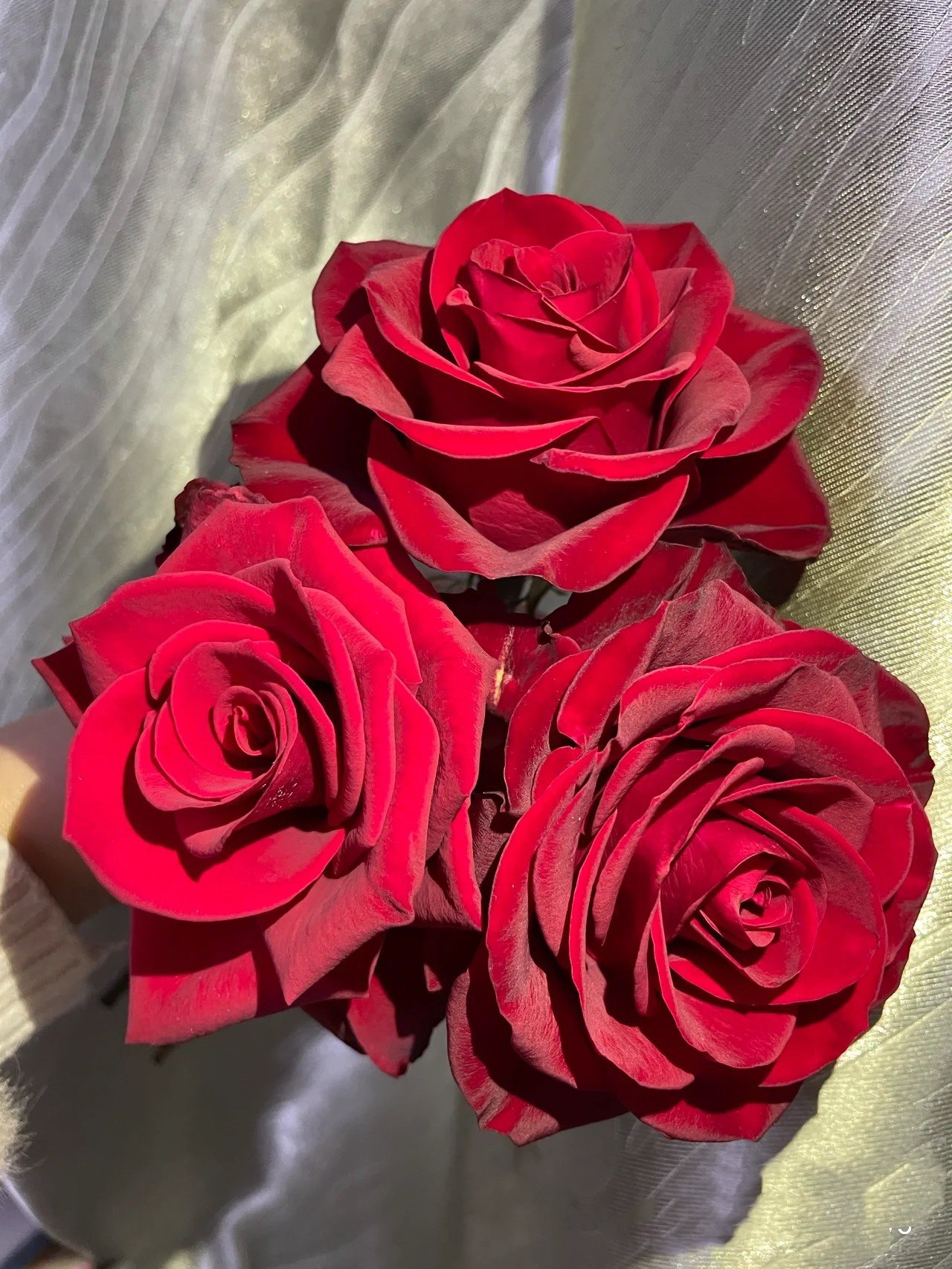 一加仑 高原红 原盆原土发货,淘宝优惠券,粉丝福利购,淘宝优惠卷