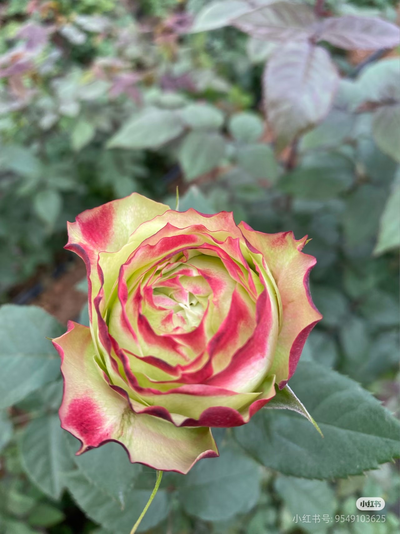 一加仑扦插中苗苹果杰克玫瑰花苗原土原盆发阳台庭院盆栽地栽,淘宝优惠券,粉丝福利购,淘宝优惠卷