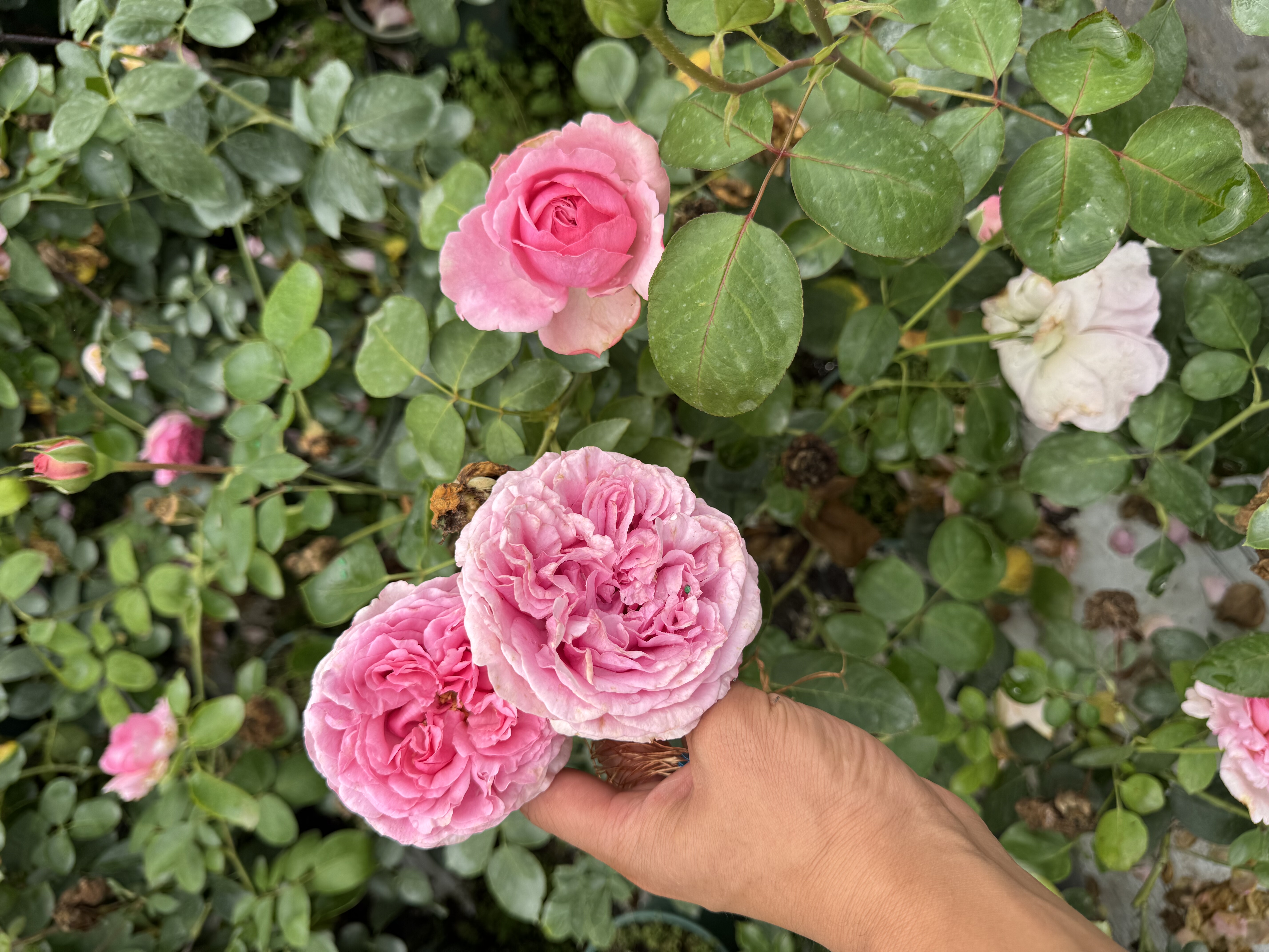 一加仑扦插中苗伊芙直系盲盒原土原盆发货包邮阳台庭院盆栽花苗,淘宝优惠券,粉丝福利购,淘宝优惠卷