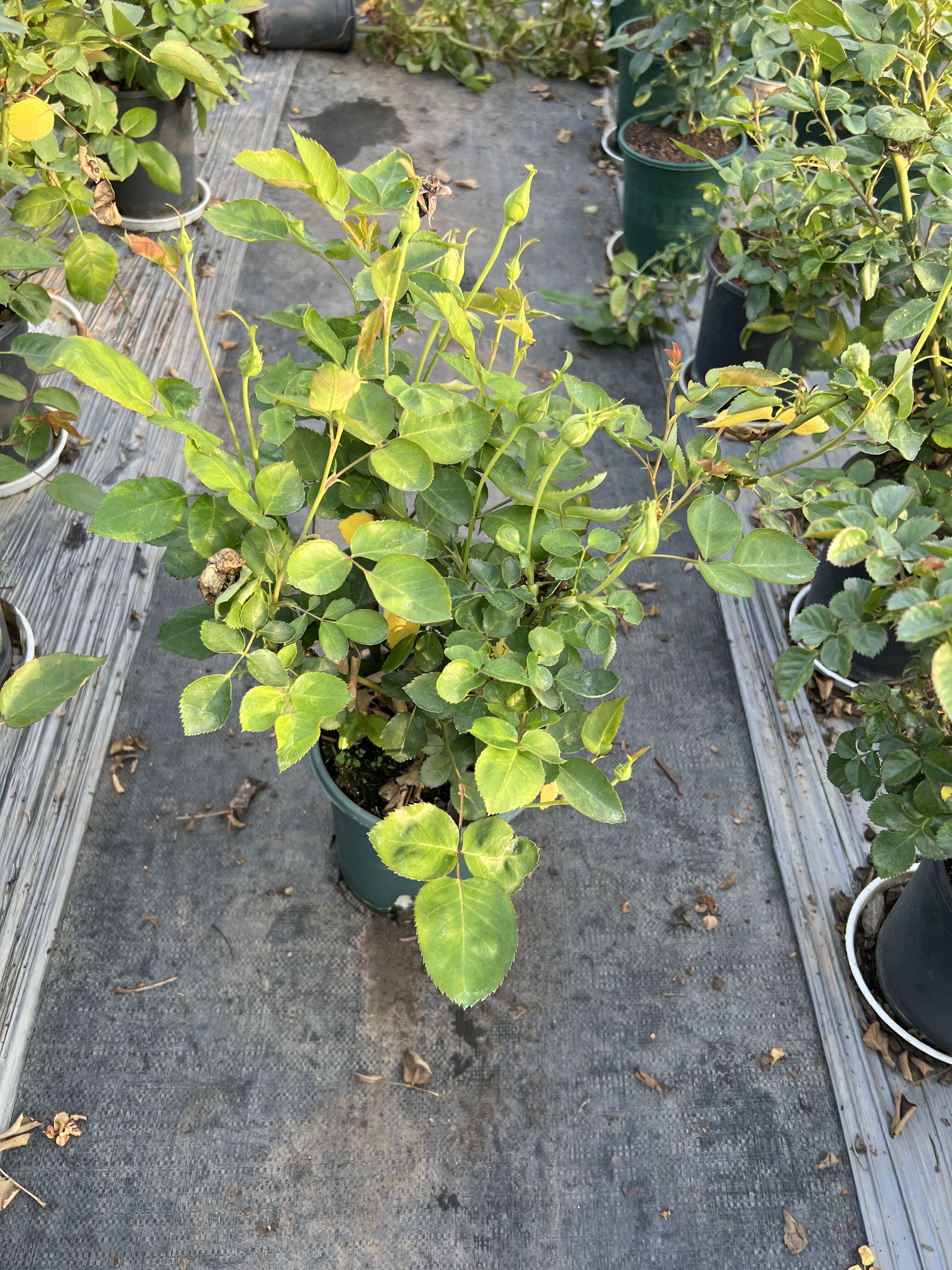 河本乐柏一加仑扦插中苗（不是天宫公主）,淘宝优惠券,粉丝福利购,淘宝优惠卷