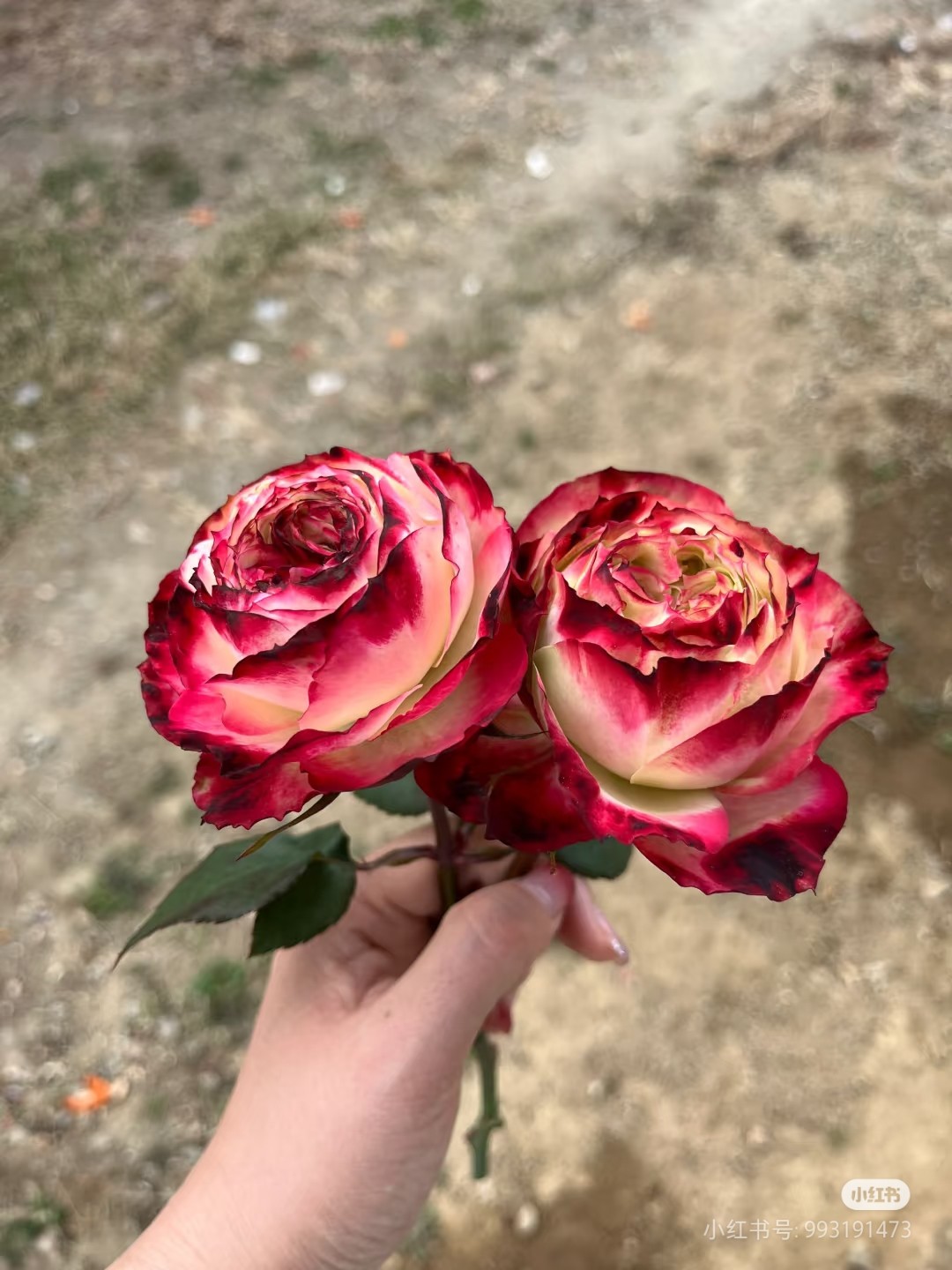 一加仑扦插中苗苹果杰克玫瑰花苗原土原盆发阳台庭院盆栽地栽,淘宝优惠券,粉丝福利购,淘宝优惠卷