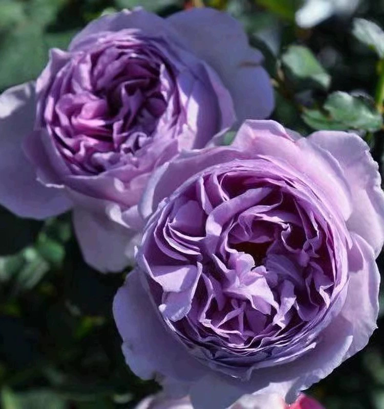 一加仑扦插中苗丽拉原土原盆发货发货包邮,淘宝优惠券,粉丝福利购,淘宝优惠卷