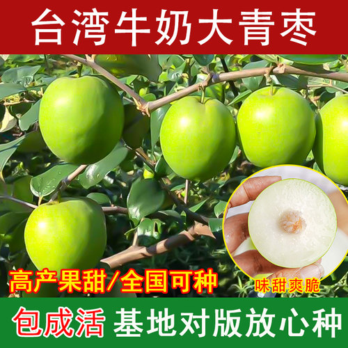 大青枣树苗正宗嫁接台湾蜜丝枣树苗牛奶苹果枣树苗盆栽地栽南北方 - 图0