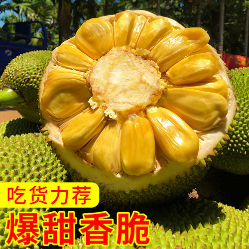菠萝蜜树树苗嫁接果树果苗四季水果苗室内外庭院盆栽种苗耐寒榴莲 - 图3