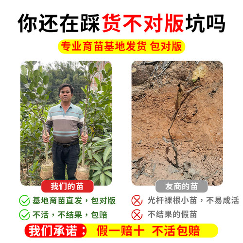 菠萝蜜树树苗嫁接果树果苗四季水果苗室内外庭院盆栽种苗耐寒榴莲 - 图0