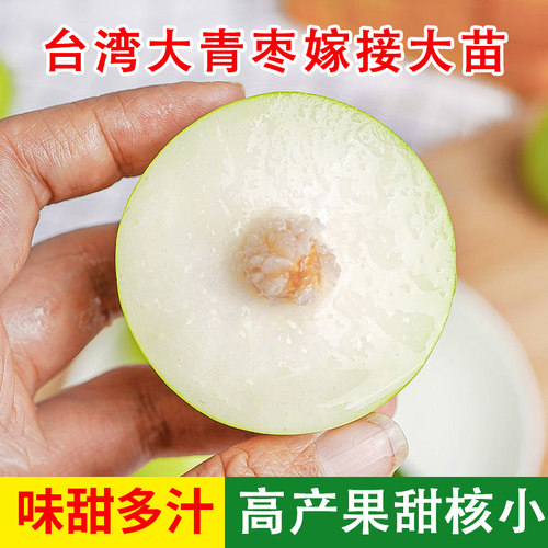 大青枣树苗正宗嫁接台湾蜜丝枣树苗牛奶苹果枣树苗盆栽地栽南北方 - 图2