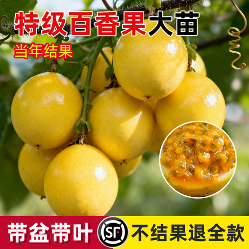 正宗黄金百香果树果苗四季不断结果钦蜜9号嫁接树苗南方种植盆栽 - 图3