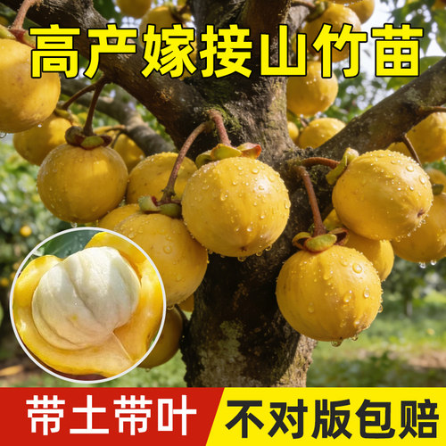 泰国黄金山竹树苗杯苗南方北方种植四季山竹果苗盆栽地栽当年结果 - 图2