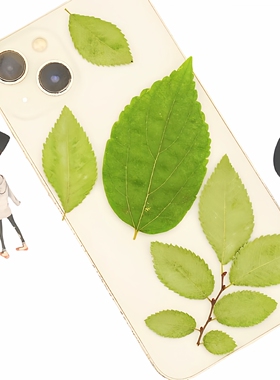 榆树叶压花押花植物标本树叶教学
