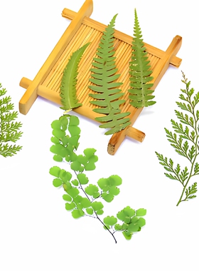 乌蕨DIY铁线蕨类真植物标本树叶