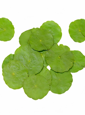 铜钱草叶子植物装饰粘贴画材料