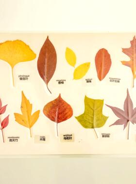 秋色真树叶植物标本黄叶红叶过塑