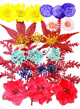 干花diy材料组合包押花植物标本