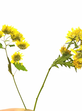 带枝野菊花真花压花押花台灯