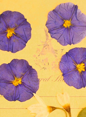 蓝花茄压花干花标本DIY花材