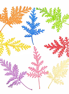 蒿叶天然植物树叶标本压花材料
