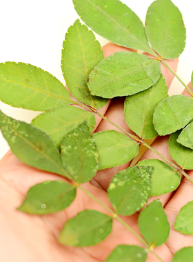 花椒树叶干花压花真植物标本