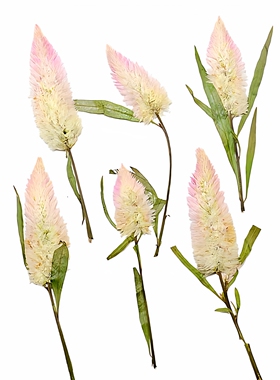 青葙干花野鸡冠花压花植物标本