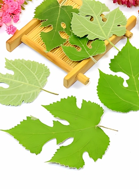 构树叶子植物标本压花干花材料