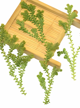 贴脸幼儿园课外手工花瓣翠云草
