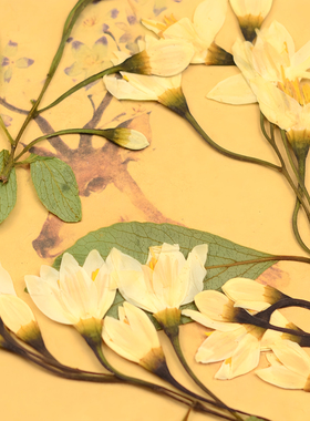 野茉莉压花干花叶组合DIY装饰