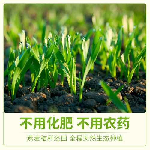 蒙北天然燕麦片有机即食免煮无蔗糖添加营养麦片袋装小包健身 - 图2