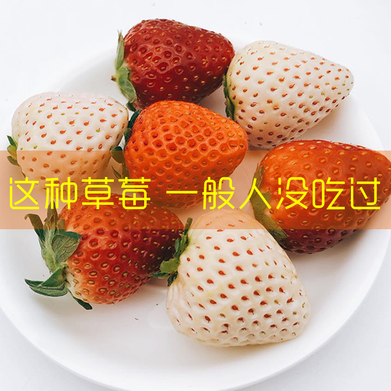 日本原种进口白草莓粉草莓新鲜七彩奶油红颜奶香淡雪礼盒顺丰包邮-图2