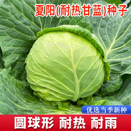 夏播甘蓝种子露天种耐热耐高温绿甘蓝包菜种籽四季播抗病耐裂种孑 - 图0