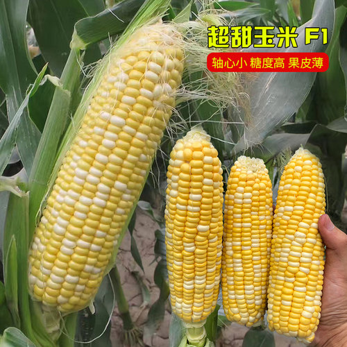 浙甜11超甜水果玉米种子脆甜89玉米种籽孑国审春秋四季大田高产 - 图2