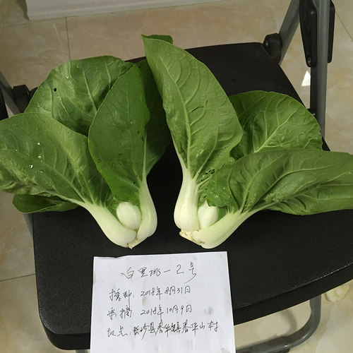 白梗鸡毛菜种子耐热快菜矮脚小白菜种籽春季夏季秋季四季青菜种籽 - 图2