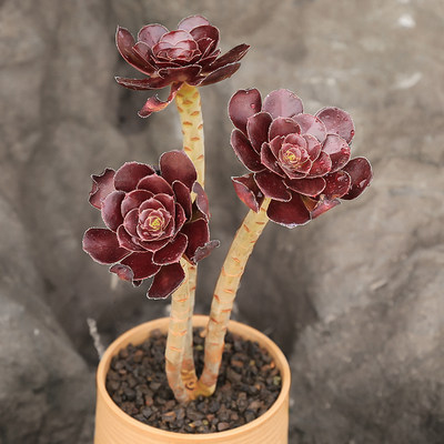 黑法师多肉植物新款老桩肉肉紫羊绒绿羊绒铜壶欧紫巫毒圆叶法师 虎窝淘