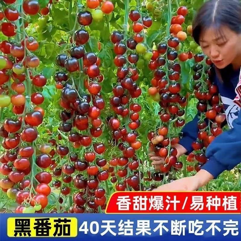 黑番茄种子瀑布番茄黑珍珠小番茄小西红柿种籽盆栽圣女果水果种子 - 图1