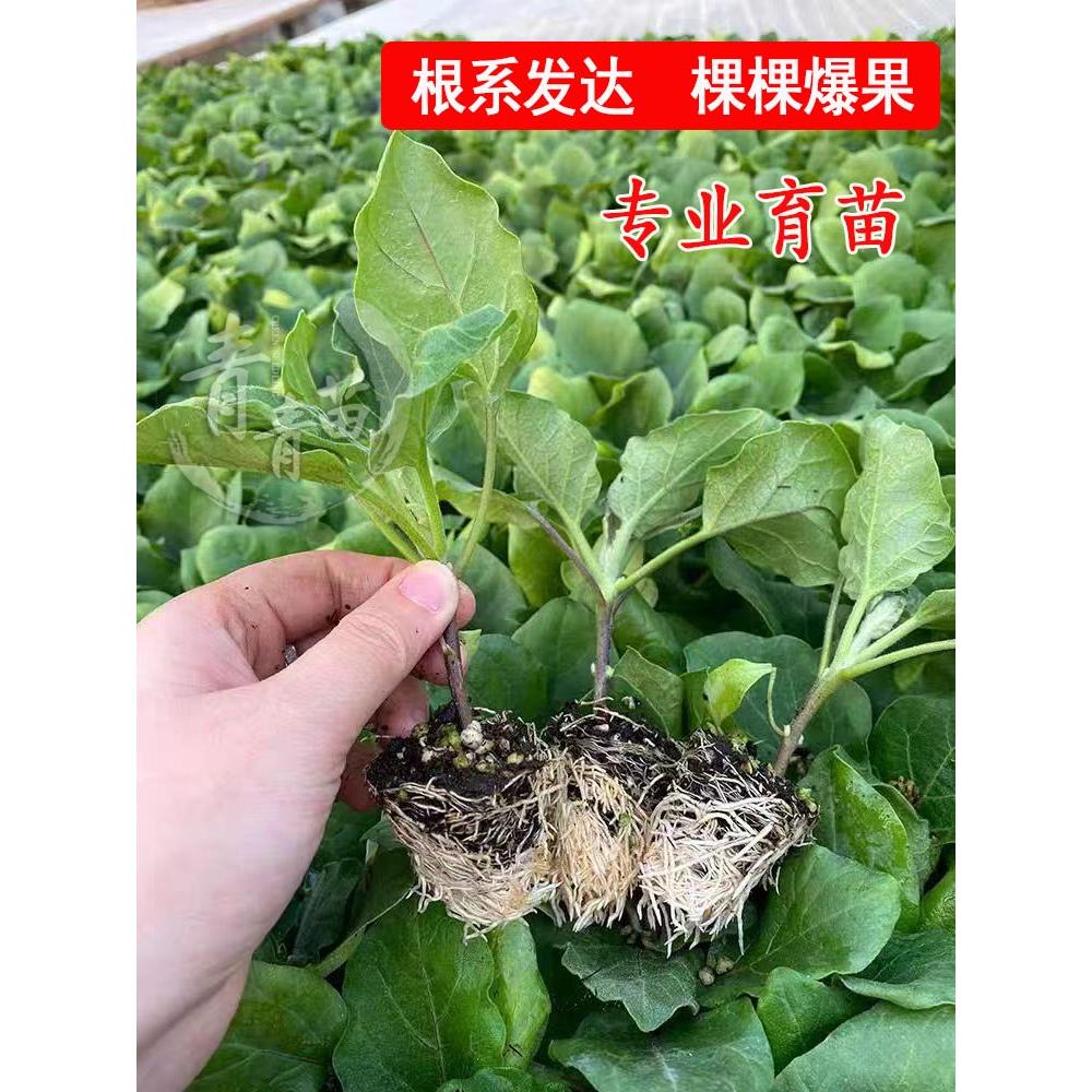 茄子秧苗黑青皮老品种烧烤茄子幼苗种子四季西红柿辣椒番茄蔬菜苗 - 图1