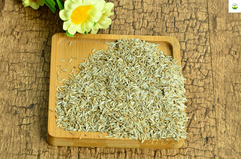 蔬菜种子 油麦菜种子 庭院阳台盆栽蔬菜种子四季播易种蔬菜种子