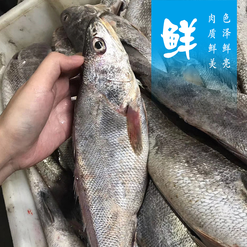 新鲜冷冻米鱼3斤东海宁波石浦海鲜水产生鲜鲜活海鱼鳘鱼鮸鱼 - 图0