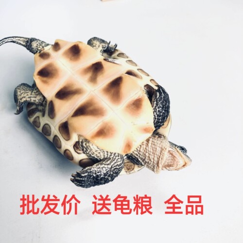 外塘中华花龟小乌龟活体珍珠龟六线草龟宠物水龟台湾草龟观赏龟活 - 图0