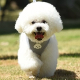 Корейская версия скользкой собачьей тяги веревки маленькая собака баро Тедди щенки милый ходящий собака веревка для питомца грудь грудь