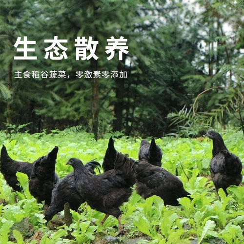 2只乌鸡新鲜宰杀正宗精品五黑鸡土鸡农家散养乌骨鸡老母鸡整只 - 图2