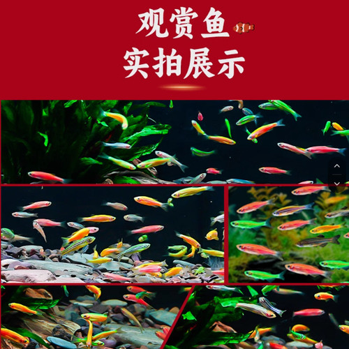 包邮 斑马鱼生态瓶冷水鱼斑马鱼红绿灯淡水鱼小型热带观赏鱼活体 - 图1