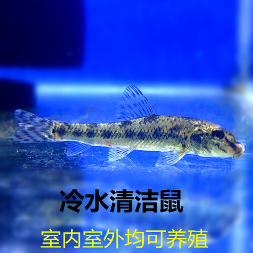 冷水清道夫吸鳅贵州爬岩鳅斗鱼除藻鱼观赏鱼活体冷水鱼配锦鲤金鱼 - 图2