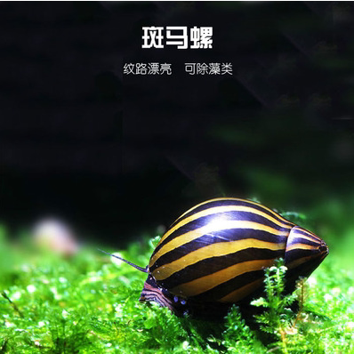 5只包邮 淡水观赏螺除藻螺 黑金刚螺斑马螺杀手螺黄金螺紫纹螺 - 图1