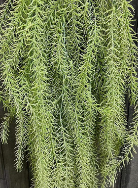 默默垂吊绿植吊顶装饰天文冬把束